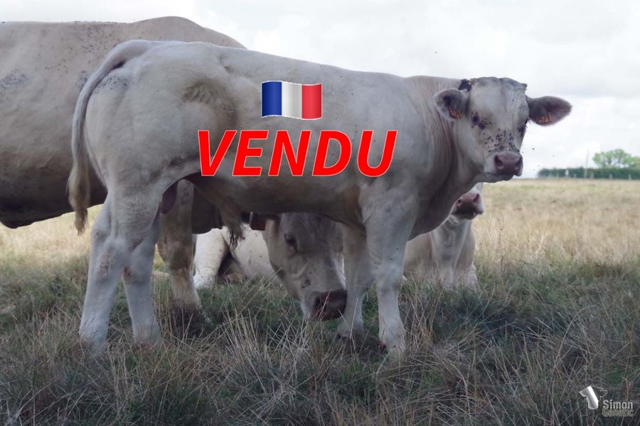 <b style="color:#FF0000">VENDU au GAEC DU PASSOU (58 - France)</b><br /><b>TWIST</b><br />Né le : 19/01/2022<br /><b>"Un mixte viande, fin et racé à l'image de ses parents HEINZ et PRESIDENT !"</b><br />"A beefy type with finesse and great breed characters like his parents HEINZ and PRESIDENT!"<br /><i>"¡Un ternero mixto carne, fino y con mucha raza como sus parientes HEINZ y PRESIDENT!"</i><br />"Un misto carne fine e razzato come i suoi genitori HEINZ e PRESIDENT!"<br /><img src="https://www.simongenetic.com/wp-content/uploads/2021/01/icon-pdf.png" /> <a class="img-wrap-spe" href="https://www.simongenetic.com/wp-content/uploads/2022/08/twistdeb.pdf" target="_blank" rel="noopener">Pédigrée ici</a><br /><img src="https://www.simongenetic.com/wp-content/uploads/2021/02/icon-call.png" /> <a class="img-wrap-spe" href="https://www.simongenetic.com/contact?subject=TWIST-deboux" target="_blank" rel="noopener">Je veux être contacté par Simon Genetic</a><br />