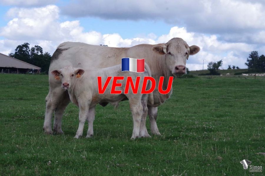 <b style="color:#FF0000">VENDU au GAEC NANOTTI (57 - France)</b><br /><b>TYNDALL</b><br />Né le : 07/04/2022<br /><b>"La seule question qu'il n'y a pas à se poser c'est de savoir si ce veau du 7 avril va grandir. Logique avec son père PROVINCIAL, fils de la monumentale MAYENNE et de MASOURCE une fille d'ELLIGNTON, dont le grand développement n'était pas la seule qualité. Elle a déjà produit SCOTT ( P. Czerewko 71/ Virely 21), c'est l'une des deux filles d'HALASOURCE."</b><br /><img src="https://www.simongenetic.com/wp-content/uploads/2021/01/icon-pdf.png" /> <a class="img-wrap-spe" href="https://www.simongenetic.com/wp-content/uploads/2022/07/tyndalledes.pdf" target="_blank" rel="noopener">Pédigrée ici</a><br /><img src="https://www.simongenetic.com/wp-content/uploads/2021/02/icon-call.png" /> <a class="img-wrap-spe" href="https://www.simongenetic.com/contact?subject=tyndall-dessauny" target="_blank" rel="noopener">Je veux être contacté par Simon Genetic</a><br />