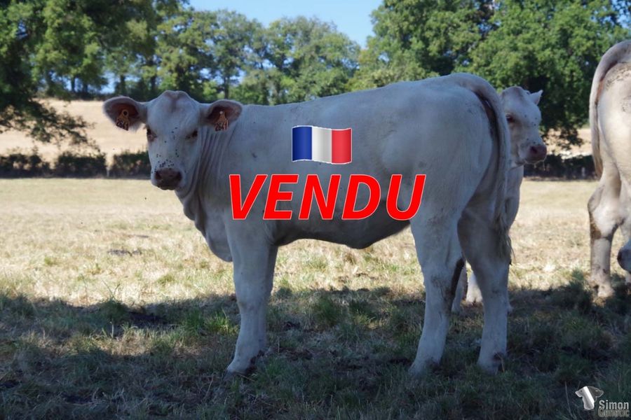 <b style="color:#FF0000">VENDU à M. GIRAUD François (03 - France)</b><br /><b>TAHITI</b><br />Née le : 08/03/2022<br /><b>"Offrez-vous une jolie sans-cornes aux bases d'élevage très intéressantes et aux origines pleines de lait !"</b><br />"Treat yourself to a beautiful polled heifer with very interesting breed characters and full of milk bloodlines!"<br /><i>"¡Regálese una hermosa ternera sin cuernos con características de cría muy interesantes y un pedigrí lleno de leche!"</i><br />"Regalatevi una bella vitella senza corna con caratteristiche molto interessanti dell’allevamento e con un pedigree pieno di latte!"<br /><img src="https://www.simongenetic.com/wp-content/uploads/2021/01/icon-pdf.png" /> <a class="img-wrap-spe" href="https://www.simongenetic.com/wp-content/uploads/2022/08/tahitistar.pdf" target="_blank" rel="noopener">Pédigrée ici</a><br /><img src="https://www.simongenetic.com/wp-content/uploads/2021/02/icon-call.png" /> <a class="img-wrap-spe" href="https://www.simongenetic.com/contact?subject=TAHITI-GAEC STAR 2000" target="_blank" rel="noopener">Je veux être contacté par Simon Genetic</a><br />