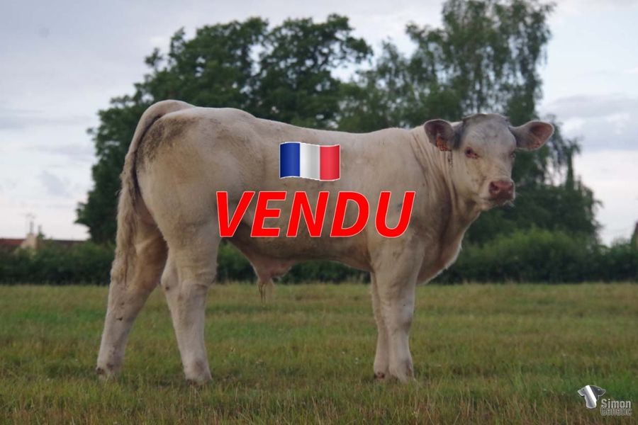 <b style="color:#FF0000">VENDU à M. BROCARD Laurent (21 - France)</b><br /><b>TAKIN</b><br />Né le : 23/2/2022<br /><b>"Un veau complet et racé issu d'une lignée maternelle laitière et d'un nouveau géniteur qui produit !"</b><br />"A complete calf full of breed characters from a milky mother bloodline and a new productive breeder bull!"<br /><i>"¡Un ternero completo y con mucha raza que proviene de un linaje materno muy lechero y de un nuevo reproductor que produce!"</i><br /><img src="https://www.simongenetic.com/wp-content/uploads/2021/01/icon-pdf.png" /> <a class="img-wrap-spe" href="https://www.simongenetic.com/wp-content/uploads/2022/07/takinmon.pdf" target="_blank" rel="noopener">Pédigrée ici</a><br /><img src="https://www.simongenetic.com/wp-content/uploads/2021/02/icon-call.png" /> <a class="img-wrap-spe" href="https://www.simongenetic.com/contact?subj-obj=fidowllection2022-takinmon" target="_blank" rel="noopener">Je veux être contacté par Simon Genetic</a><br />
