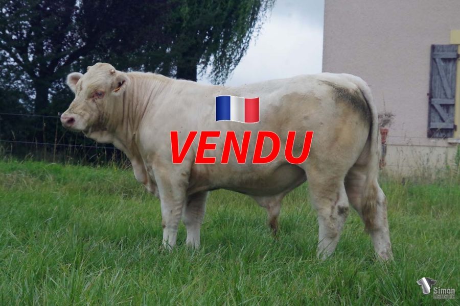 <b style="color:#FF0000">VENDU à M. GALLET François (42 - France)
</b><br />
<b>TANDEM</b><br />Né le : 18/09/2021<br /><b>"Un profil vêlages faciles déjà costaud issu d'une belle lignée de vaches !"</b><br />"An easy calving profile already strong that comes from an excellent maternal bloodline!"<br /><i>"Un perfil con partos fáciles que proviene de un excelente linaje materno"</i><br /><i>"Un profilo parto facile garantito proveniente da un'ottima linea di vacche!"</i><br /><img src="https://www.simongenetic.com/wp-content/uploads/2021/01/icon-pdf.png" /> <a class="img-wrap-spe" href="https://www.simongenetic.com/wp-content/uploads/2022/07/tandemmarg.pdf" target="_blank" rel="noopener">Pédigrée ici</a><br /><img src="https://www.simongenetic.com/wp-content/uploads/2021/02/icon-call.png" /> <a class="img-wrap-spe" href="https://www.simongenetic.com/contact?subj-obj=tandem-margotton" target="_blank" rel="noopener">Je veux être contacté par Simon Genetic</a><br />