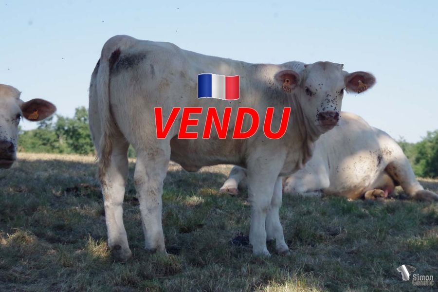 <b style="color:#FF0000">VENDUE à M. MICHOT Benoit (58 - France)</b><br />
<b>TAOMA</b><br />Née le : 23/02/2022<br /><b>"Une toute jeune laitonnée très racé et complète à l'image de son père METRO au même âge, en prime, une lignée maternelle marquante dans le troupeau !"</b><br />"The true type of his father METRO with a very good maternal bloodline!"<br /><i>"¡Una joven novilla completa y con mucha raza a imagen y semejanza de su padre METRO cuando tenía la misma edad, además de un linaje materno que ha dejado definitivamente su huella en lo rebaño!"</i><br />"Una vitella dell’anno razzata e completa ad immagine del padre METRO quando aveva la stessa età, ed in più un’origine materna che ha marcato la mandria!"<br /><img src="https://www.simongenetic.com/wp-content/uploads/2021/01/icon-pdf.png" /> <a class="img-wrap-spe" href="https://www.simongenetic.com/wp-content/uploads/2022/08/taomastar.pdf" target="_blank" rel="noopener">Pédigrée ici</a><br /><img src="https://www.simongenetic.com/wp-content/uploads/2021/02/icon-call.png" /> <a class="img-wrap-spe" href="https://www.simongenetic.com/contact?subject=TAOMA-GAEC STAR 2000" target="_blank" rel="noopener">Je veux être contacté par Simon Genetic</a><br />