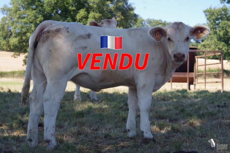 <b style="color:#FF0000">VENDU à M. GIRAUD François (03 - France)</b><br /><b>TATA</b><br />Née le : 09/02/2022<br /><b>"Une grosse sans-cornes lourde et puissante issue de la lignée DEBORAH !"</b><br />"A big, heavy and powerful polled heifer out of the DEBORAH bloodline!"<br /><i>"¡Una grande, pesada y poderosa sin cuernos que proviene del linaje de DEBORAH!"</i><br />"Una grande senza corna pesante e potente con origine DEBORAH!"<br /><img src="https://www.simongenetic.com/wp-content/uploads/2021/01/icon-pdf.png" /> <a class="img-wrap-spe" href="https://www.simongenetic.com/wp-content/uploads/2022/08/tatastar.pdf" target="_blank" rel="noopener">Pédigrée ici</a><br /><img src="https://www.simongenetic.com/wp-content/uploads/2021/02/icon-call.png" /> <a class="img-wrap-spe" href="https://www.simongenetic.com/contact?subject=TATA-GAEC STAR 2000" target="_blank" rel="noopener">Je veux être contacté par Simon Genetic</a><br />