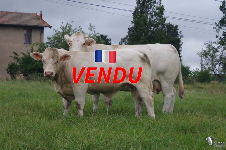 <b style="color:#FF0000">VENDU à M. DEPALE Jean-François (03 - France)
</b><br />
<b>TCHOUPI</b><br />Né le : 25/09/2021<br /><b>"Un veau très suivi issu d'un bel ensemble de géniteurs taillés pour le renouvellement : OUISTITI, TOULON et MAGENTA !"</b><br />"A nice harmonious calf that comes from a beautiful combination of breeder bulls designed for renewal: OUISTITI, TOULON and MAGENTA!"<br /><i>"Un ternero bien diseñado que proviene de una combinación de reproductores perfectos para la renovación: ¡OUISTITI, TOULON y MAGENTA!"</i><br /><i>"Un vitello ben disegnato proveniente da un gruppo di riproduttori perfetti per la rimonta: OUISTITI, TOULON e MAGENTA!"</i><br /><img src="https://www.simongenetic.com/wp-content/uploads/2021/01/icon-pdf.png" /> <a class="img-wrap-spe" href="https://www.simongenetic.com/wp-content/uploads/2022/07/tchoupimarg.pdf" target="_blank" rel="noopener">Pédigrée ici</a><br /><img src="https://www.simongenetic.com/wp-content/uploads/2021/02/icon-call.png" /> <a class="img-wrap-spe" href="https://www.simongenetic.com/contact?subj-obj=tchoupi-margotton" target="_blank" rel="noopener">Je veux être contacté par Simon Genetic</a><br />