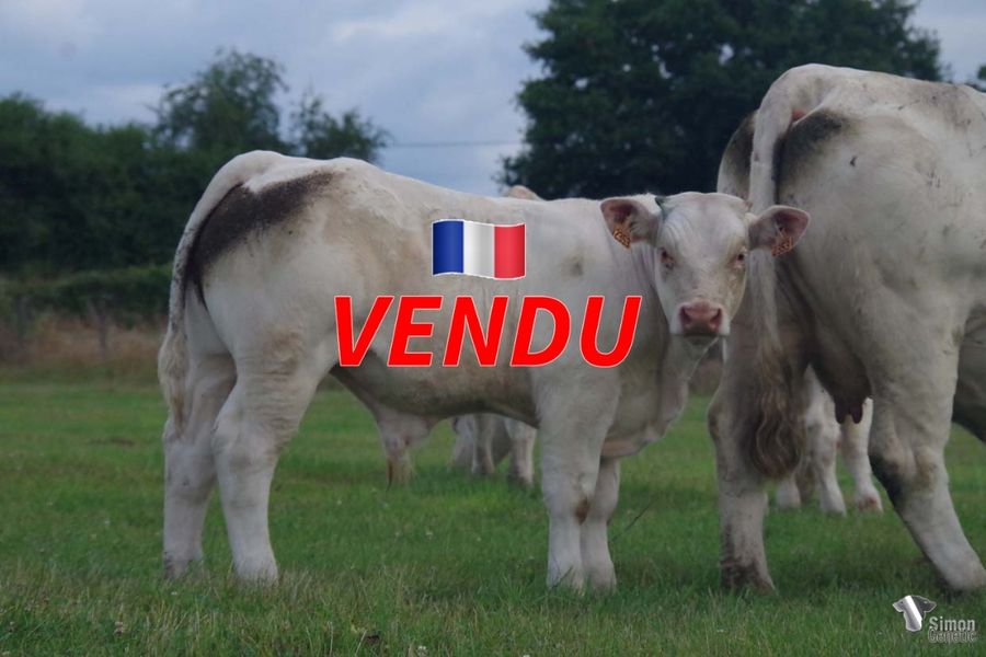 <b style="color:#FF0000">VENDU à M. COUPET Jérôme
(21 - France)</b><br />
<b>TEVOILA</b><br />Né le : 21/2/2022<br /><b>"Toute la puissance et la croissance de son lourd père !"</b><br />"All the power and growth of his heavy father!"<br /><i>"¡Todo el poder y el crecimiento de su pesado padre!"</i><br /><img src="https://www.simongenetic.com/wp-content/uploads/2021/01/icon-pdf.png" /> <a class="img-wrap-spe" href="https://www.simongenetic.com/wp-content/uploads/2022/07/tevoilamon.pdf" target="_blank" rel="noopener">Pédigrée ici</a><br /><img src="https://www.simongenetic.com/wp-content/uploads/2021/02/icon-call.png" /> <a class="img-wrap-spe" href="https://www.simongenetic.com/contact?subj-obj=fidowllection2022-tevoilamon" target="_blank" rel="noopener">Je veux être contacté par Simon Genetic</a><br />