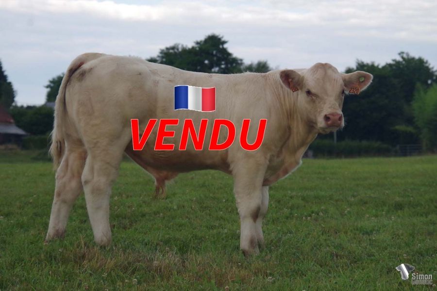 <b style="color:#FF0000">VENDU au GAEC MILLOT (70 - France)</b><br /><b>TEXAN</b><br />Né le : 2/1/2022<br /><b>"Un veau sans-cornes très suivi dans le dos et l'arrière-main : un génotypage positif en facilités de naissance !"</b><br />"A polled calf with strong back and backend: positive genotyping for calving ease !"<br /><i>"Un ternero sin cuernos con una espalda fuerte y buenos cuartos traseros: ¡genotipo positivo en facilidades de nacimiento!"</i><br /><img src="https://www.simongenetic.com/wp-content/uploads/2021/01/icon-pdf.png" /> <a class="img-wrap-spe" href="https://www.simongenetic.com/wp-content/uploads/2022/07/texanmon.pdf" target="_blank" rel="noopener">Pédigrée ici</a><br /><img src="https://www.simongenetic.com/wp-content/uploads/2021/02/icon-call.png" /> <a class="img-wrap-spe" href="https://www.simongenetic.com/contact?subj-obj=fidowllection2022-texanmon" target="_blank" rel="noopener">Je veux être contacté par Simon Genetic</a><br />