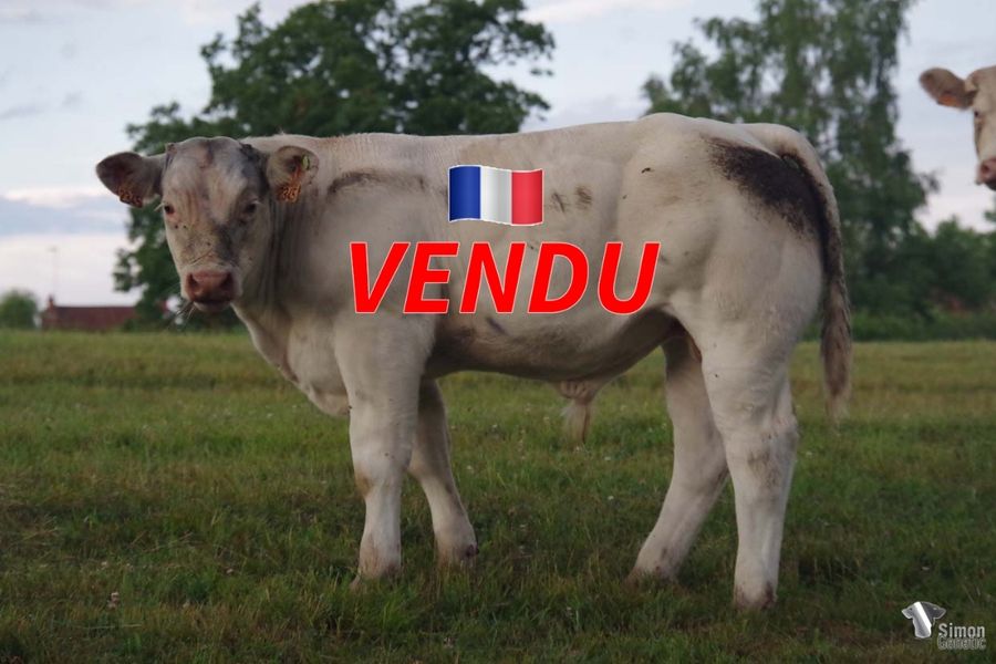 <b style="color:#FF0000">VENDU à M. VIDAL Henri (12 - France)</b><br /><b>TI AMO</b><br />Né le : 7/2/2022<br /><b>"Toute la morphologie mixte viande de son très bon père NISSAN !"</b><br />"All the mixed beefy morphology of his very good father NISSAN!"<br /><i>"¡Toda la morfología cárnica de tipo mixto de su buen padre NISSAN!"</i><br /><img src="https://www.simongenetic.com/wp-content/uploads/2021/01/icon-pdf.png" /> <a class="img-wrap-spe" href="https://www.simongenetic.com/wp-content/uploads/2022/07/tiamomon.pdf" target="_blank" rel="noopener">Pédigrée ici</a><br /><img src="https://www.simongenetic.com/wp-content/uploads/2021/02/icon-call.png" /> <a class="img-wrap-spe" href="https://www.simongenetic.com/contact?subj-obj=fidowllection2022-tiamomon" target="_blank" rel="noopener">Je veux être contacté par Simon Genetic</a><br />