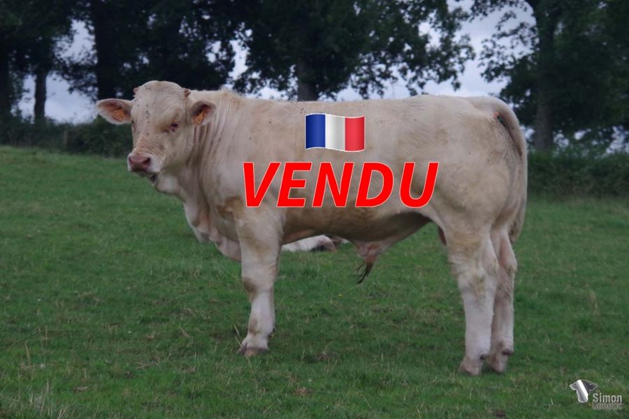 <b style="color:#FF0000">VENDU au GAEC LAURYSSEN (71 - France)
</b><br />
<b>TICTAC</b><br />Né le : 19/09/2021<br /><b>"Le digne frère de mère de SANSCULOTTE (Prix d'honneur femelles d'automne Le Marault 2021 - exportée en Irlande) avec le très reconnu OCEAN !"</b><br />"The worthy full brother of SANSCULOTTE (Prix d'honneur femelles d'automne Le Marault 2021 - exported to Ireland) with the famous OCEAN!"<br /><i>"El digno hermano completo de SANSCULOTTE (Prix d'honneur femelles d'automne Le Marault 2021 - exportado a Irlanda) con el celebre OCEAN!"</i><br /><i>"Il degno fratello pieno di SANSCULOTTE (Prix d'honneur femelles d'automne Le Marault 2021 - esportato in Irlanda) con il famoso OCEAN!"</i><br /><img src="https://www.simongenetic.com/wp-content/uploads/2021/01/icon-pdf.png" /> <a class="img-wrap-spe" href="https://www.simongenetic.com/wp-content/uploads/2022/07/tictacmarg.pdf" target="_blank" rel="noopener">Pédigrée ici</a><br /><img src="https://www.simongenetic.com/wp-content/uploads/2021/02/icon-call.png" /> <a class="img-wrap-spe" href="https://www.simongenetic.com/contact?subj-obj=tictac-margotton" target="_blank" rel="noopener">Je veux être contacté par Simon Genetic</a><br />