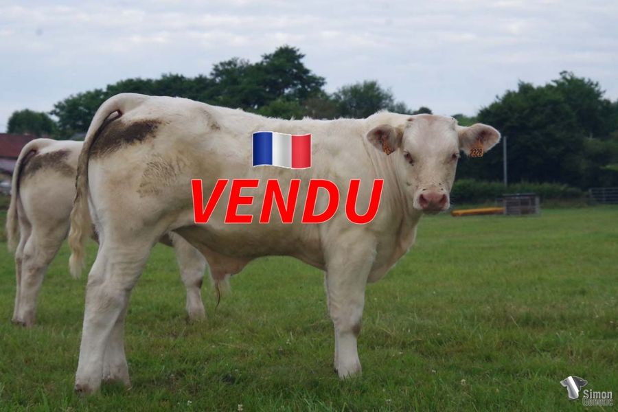 <b style="color:#FF0000">VENDU au GAEC MONTCHARMONT Roland et Thomas
(58 - France)</b><br />
<b>TITAN</b><br />Né le : 18/1/2022<br /><b>"Encore un fils de NISSAN immanquable : un veau qui sort du lot !"</b><br />"Another son of NISSAN: a calf that stands out from the crowd!"<br /><i>"Otro hijo de NISSAN: ¡un ternero que destaca entre los demás!"</i><br /><img src="https://www.simongenetic.com/wp-content/uploads/2021/01/icon-pdf.png" /> <a class="img-wrap-spe" href="https://www.simongenetic.com/wp-content/uploads/2022/07/titanmon.pdf" target="_blank" rel="noopener">Pédigrée ici</a><br /><img src="https://www.simongenetic.com/wp-content/uploads/2021/02/icon-call.png" /> <a class="img-wrap-spe" href="https://www.simongenetic.com/contact?subj-obj=fidowllection2022-titanmon" target="_blank" rel="noopener">Je veux être contacté par Simon Genetic</a><br />