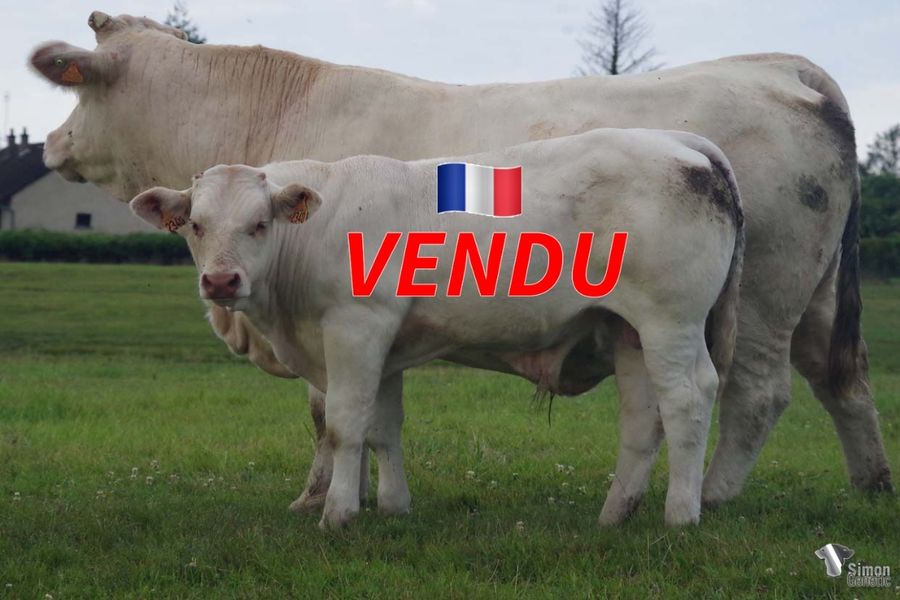 <b style="color:#FF0000">VENDU dans la Vienne (86 - France)</b><br /><b>TITOP</b><br />Né le : 1/2/2022<br /><b>"Tous les traits de son père : un très bon compromis !"</b><br />"All the traits of his father: a very good compromise!"<br /><i>"Todos los rasgos de su padre: ¡un muy buen compromiso!"</i><br /><img src="https://www.simongenetic.com/wp-content/uploads/2021/01/icon-pdf.png" /> <a class="img-wrap-spe" href="https://www.simongenetic.com/wp-content/uploads/2022/07/tiptopmon.pdf" target="_blank" rel="noopener">Pédigrée ici</a><br /><img src="https://www.simongenetic.com/wp-content/uploads/2021/02/icon-call.png" /> <a class="img-wrap-spe" href="https://www.simongenetic.com/contact?subj-obj=fidowllection2022-tiptopmon" target="_blank" rel="noopener">Je veux être contacté par Simon Genetic</a><br />