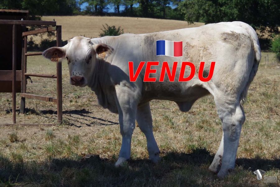<b style="color:#FF0000">VENDUE à M. MICHOT Benoit (58 - France)</b><br />
<b>TOULOUSE</b><br />Née le : 14/03/2022<br /><b>"La plus jeune de la sélection avec beaucoup de développement, elle provient du très bon METRO sur une lignée maternelle 100% RR4S !"</b><br />"The youngest of the selection, a promising daughter of the very good METRO with a 100% RRR4S bloodline!"<br /><i>"¡La más jóven de la selección muy desarrollada que proviene del magnífico METRO sobre un linaje materno 100% RR4S!"</i><br />"La più giovane della selezione di grande sviluppo che proviene dal superbo METRO su una origine materna 100% RR4S!"<br /><img src="https://www.simongenetic.com/wp-content/uploads/2021/01/icon-pdf.png" /> <a class="img-wrap-spe" href="https://www.simongenetic.com/wp-content/uploads/2022/08/toulousestar.pdf" target="_blank" rel="noopener">Pédigrée ici</a><br /><img src="https://www.simongenetic.com/wp-content/uploads/2021/02/icon-call.png" /> <a class="img-wrap-spe" href="https://www.simongenetic.com/contact?subject=TOULOUSE-GAEC STAR 2000" target="_blank" rel="noopener">Je veux être contacté par Simon Genetic</a><br />