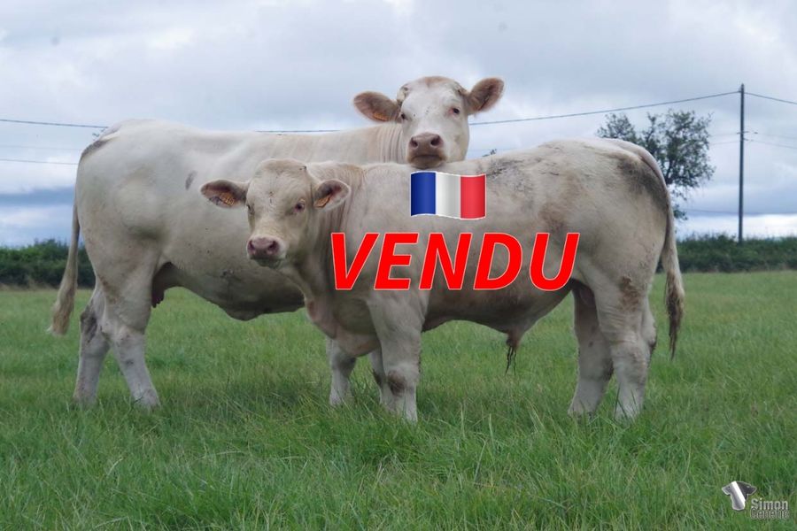 <b style="color:#FF0000">VENDU au GAEC GACON Père et Fils (42 - France)
</b><br />
<b>TOURNESOL</b><br />Né le : 02/10/2021<br /><b>""Trois générations de taureaux à génisses qui assurent en plus de très bonnes qualités maternelles et un bon tempérament !</b><br />"Three generations of heifer's bulls that also guarantee excellent maternal qualities and a good temperament."<br /><i>"Tres generaciones de toros para novillas que también garantizan excelentes cualidades maternas y buen temperamento."</i><br /><i>"Tre generazioni di tori da manze che garantiscono anche ottime qualità materne e un buon carattere!"</i><br /><img src="https://www.simongenetic.com/wp-content/uploads/2021/01/icon-pdf.png" /> <a class="img-wrap-spe" href="https://www.simongenetic.com/wp-content/uploads/2022/07/tournesolmarg.pdf" target="_blank" rel="noopener">Pédigrée ici</a><br /><img src="https://www.simongenetic.com/wp-content/uploads/2021/02/icon-call.png" /> <a class="img-wrap-spe" href="https://www.simongenetic.com/contact?subj-obj=tournesol-margotton" target="_blank" rel="noopener">Je veux être contacté par Simon Genetic</a><br />