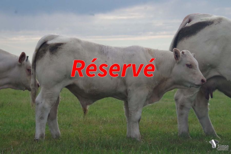 <b style="color:#FF0000">RESERVÉ STATION D’JALOGNY</b><br /><b>TROCADERO</b><br />Né le : 19/1/2022<br /><b>"Un veau très long et bien fait issu d'origines nouvelles très sympa : une mère à 110 en facilités de naissance !"</b><br />"A very long and well-built calf from very nice new origins: and his mother has 110 in calving ease!"<br /><i>"Un ternero muy largo y bien hecho que proviene de nuevos orígenes muy agradables: ¡ su madre tiene 110 en facilidades de nacimiento!"</i><br /><img src="https://www.simongenetic.com/wp-content/uploads/2021/01/icon-pdf.png" /> <a class="img-wrap-spe" href="https://www.simongenetic.com/wp-content/uploads/2022/07/trocaderomon.pdf" target="_blank" rel="noopener">Pédigrée ici</a><br /><img src="https://www.simongenetic.com/wp-content/uploads/2021/02/icon-call.png" /> <a class="img-wrap-spe" href="https://www.simongenetic.com/contact?subj-obj=fidowllection2022-trocaderomon" target="_blank" rel="noopener">Je veux être contacté par Simon Genetic</a><br />