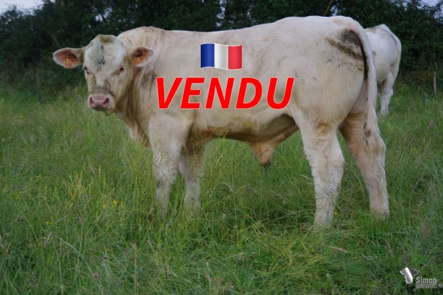<b style="color:#FF0000">VENDU à M. FERRE Stéphane (85 - France)</b><br /><b>SENSEO P</b><br />Né le : 21/08/2021<br /><b>"Un super veau d'avenir sans-cornes né tout petit pour vos génisses : un fils du très bon OTTAWA !"</b><br />"A great promising polled calf that was born very small and which is perfect for your heifers: a son of the very good OTTAWA!"<br /><i>"Un super ternero sin cuernos muy prometedor nacido muy pequeño que es perfecto para sus novillas: ¡un hijo del muy buen OTTAWA!"</i><br /><img src="https://www.simongenetic.com/wp-content/uploads/2021/01/icon-pdf.png" /> <a class="img-wrap-spe" href="https://www.simongenetic.com/wp-content/uploads/2022/06/senseopdagu.pdf" target="_blank" rel="noopener">Pédigrée ici</a><br /><img src="https://www.simongenetic.com/wp-content/uploads/2021/02/icon-call.png" /> <a class="img-wrap-spe" href="https://www.simongenetic.com/contact?subj-obj=dagowllection2022-senseopdagu" target="_blank" rel="noopener">Je veux être contacté par Simon Genetic</a><br />