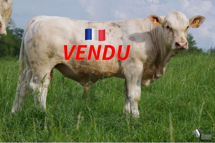 <b style="color:#FF0000">VENDU à l' EARL BOURSAUD (18 - France)</b><br /><b>SACRECOEUR</b><br />Né le : 24/09/2021<br /><b>"Un embryon sans-cornes issu d' OBISPO PP sur la puissante lignée LIBAN !"</b><br />"A polled embryo from OBISPO PP on the powerful LIBAN bloodline!"<br /><i>"¡Un embrión sin cuernos de OBISPO PP sobre el poderoso linaje LIBAN!"</i><br /><img src="https://www.simongenetic.com/wp-content/uploads/2021/01/icon-pdf.png" /> <a class="img-wrap-spe" href="https://www.simongenetic.com/wp-content/uploads/2022/05/sacrecoeurlag.pdf" target="_blank" rel="noopener">Pédigrée ici</a><br /><img src="https://www.simongenetic.com/wp-content/uploads/2021/02/icon-call.png" /> <a class="img-wrap-spe" href="https://www.simongenetic.com/contact?subj-obj=lagowllection2022-sacrecoeurlag" target="_blank" rel="noopener">Je veux être contacté par Simon Genetic</a><br />