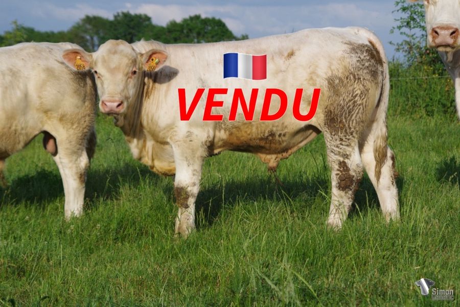 <b style="color:#FF0000">VENDU au GAEC DE LA VILLETELLE (23 - France)</b><br /><b>SATURNE</b><br />Né le : 06/10/2021<br /><b>"OTTAWA sur FLAMBEAU : tout ce qu'il faut pour faire des vaches sans-cornes de grande qualité !"</b><br />"OTTAWA on FLAMBEAU: everything you need to make high quality polled cows!"<br /><i>"OTTAWA con FLAMBEAU: ¡todo lo que necesitas para hacer vacas sin cuernos de alta calidad!"</i><br /><img src="https://www.simongenetic.com/wp-content/uploads/2021/01/icon-pdf.png" /> <a class="img-wrap-spe" href="https://www.simongenetic.com/wp-content/uploads/2022/05/saturnelag.pdf" target="_blank" rel="noopener">Pédigrée ici</a><br /><img src="https://www.simongenetic.com/wp-content/uploads/2021/02/icon-call.png" /> <a class="img-wrap-spe" href="https://www.simongenetic.com/contact?subj-obj=lagowllection2022-saturnelag" target="_blank" rel="noopener">Je veux être contacté par Simon Genetic</a><br />