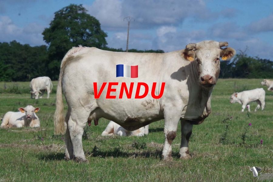 <b style="color:#FF0000">VENDU à M CORBIN Olivier (61 - France)</b><br /><b>HAUMEA</b><br />Née le : 26/02/2012<br /><b>"Comme souvent une très bonne DIPLOMATE, sœur de JACQUEMART (F. Lucand) vendu Cercy 2019, champion Portugal 2021. Petite fille de STAR par HARPIE/ LENTILLE."</b><br /><img src="https://www.simongenetic.com/wp-content/uploads/2021/01/icon-pdf.png" /> <a class="img-wrap-spe" href="https://www.simongenetic.com/wp-content/uploads/2022/07/haumeades.pdf" target="_blank" rel="noopener">Pédigrée ici</a><br /><img src="https://www.simongenetic.com/wp-content/uploads/2021/02/icon-call.png" /> <a class="img-wrap-spe" href="https://www.simongenetic.com/contact?subject=haumea-dessauny" target="_blank" rel="noopener">Je veux être contacté par Simon Genetic</a><br />