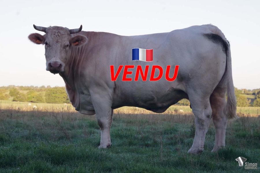<b style="color:#FF0000">VENDU en Haute-Saone (70 - France)</b><br /><b>JENNIE</b><br />Née le : 24/03/2014<br /><b>"Une grosse vache élevage fille de la très bonne DOROTHEE, vache fondatrice, avec un fils du célèbre TAMARIS qui a marqué l'élevage Delorme."</b><br />"A very big breedy type cow out of the famous DOROTHEE, a real breeder cow in the Herd with a son of the proven TAMARIS who put his stamp in the Delorme Herd."<br /><i>"¡Una vaca de tipo élevage hija de la hermosa DOROTHEE, que es una reproductora histórica de la ganadería, con un hijo de TAMARIS que ha dejado su huella en la ganadería Delorme!"</i><br />"Una vacca di tipo élevage figlia della bella DOROTHEE, che è una riproduttrice storica dell'allevamento, con un figlio di TAMARIS che ha lasciato il segno nell'allevamento Delorme!"<br /><img src="https://www.simongenetic.com/wp-content/uploads/2021/01/icon-pdf.png" /> <a class="img-wrap-spe" href="https://www.simongenetic.com/wp-content/uploads/2022/09/jennieman.pdf" target="_blank" rel="noopener">Pédigrée ici</a><br /><img src="https://www.simongenetic.com/wp-content/uploads/2021/02/icon-call.png" /> <a class="img-wrap-spe" href="https://www.simongenetic.com/contact?subject=JENNIE-MANIERE" target="_blank" rel="noopener">Je veux être contacté par Simon Genetic</a><br />