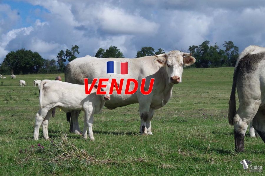 <b style="color:#FF0000">VENDU à M CORBIN Olivier (61 - France)</b><br /><b>LOODY MARY</b><br />Née le : 14/03/2015<br /><b>"Telle mère, telle fille qui n'avait pas deux mois au moment du cliché. Elles illustrent parfaitement le développement des "MARY". Son mâle 2020 vendu aux enchères à Moulins est en service dans l'élevage C.Vannereux."</b><br /><img src="https://www.simongenetic.com/wp-content/uploads/2021/01/icon-pdf.png" /> <a class="img-wrap-spe" href="https://www.simongenetic.com/wp-content/uploads/2022/07/loodymarydes.pdf" target="_blank" rel="noopener">Pédigrée ici</a><br /><img src="https://www.simongenetic.com/wp-content/uploads/2021/02/icon-call.png" /> <a class="img-wrap-spe" href="https://www.simongenetic.com/contact?subject=loodymary-dessauny" target="_blank" rel="noopener">Je veux être contacté par Simon Genetic</a><br />