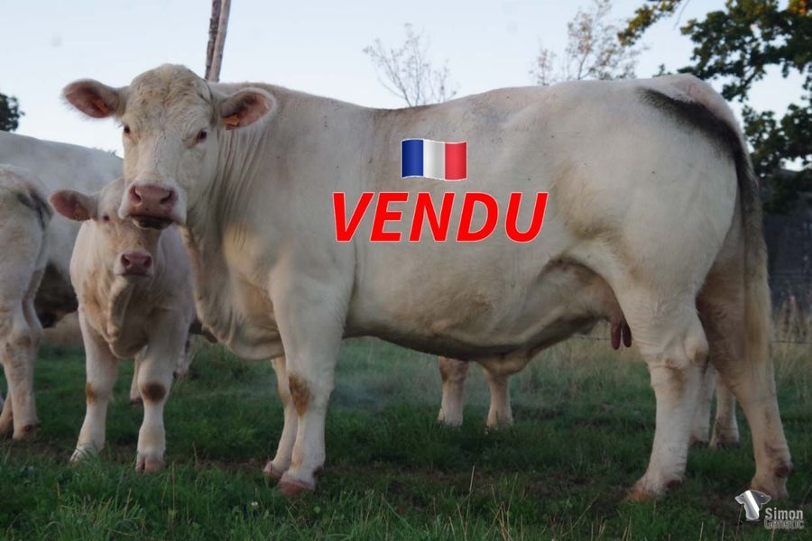 <b style="color:#FF0000">VENDU en Haute-Saone (70 - France)</b><br /><b>LOULOU</b><br />Née le : 14/02/2015<br /><b>"Une solide vache polled d'élevage bien racée avec en plus des facilités de naissance très positives!"</b><br />"A solide polled cow full of breed characters with very positive calving ease!"<br /><i>"¡Una sólida reproductora sin cuernos, con mucha raza y parto fácil!"</i><br />"Una solida riproduttrice senza corna, ben razzata e parto facile!"<br /><img src="https://www.simongenetic.com/wp-content/uploads/2021/01/icon-pdf.png" /> <a class="img-wrap-spe" href="https://www.simongenetic.com/wp-content/uploads/2022/09/loulouman.pdf" target="_blank" rel="noopener">Pédigrée ici</a><br /><img src="https://www.simongenetic.com/wp-content/uploads/2021/02/icon-call.png" /> <a class="img-wrap-spe" href="https://www.simongenetic.com/contact?subject=LOULOU-MANIERE" target="_blank" rel="noopener">Je veux être contacté par Simon Genetic</a><br />