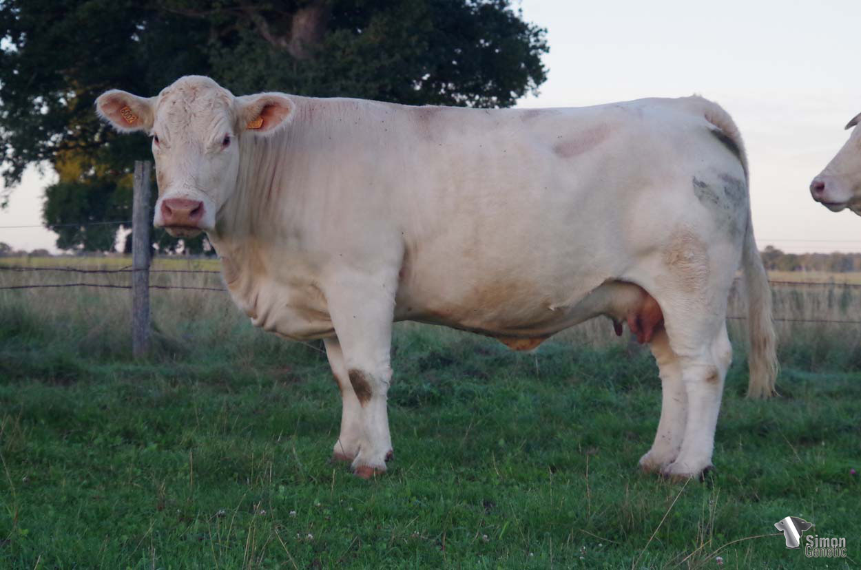 <b>MINERVE</b><br />Née le : 09/02/2016<br /><b>"Encore une bonne vache sans-cornes issu du meme croisement que LOULOU!"</b><br />"An other very good polled cow out of the same coss than LOULOU!"<br /><i>"¡Otra hermosa vaca sin cuernos del mismo cruce que LOULOU!"</i><br />"Ancora una bella vacca senza corna che proviene dallo stesso incrocio di LOULOU!"<br /><img src="https://www.simongenetic.com/wp-content/uploads/2021/01/icon-pdf.png" /> <a class="img-wrap-spe" href="https://www.simongenetic.com/wp-content/uploads/2022/09/minerveman.pdf" target="_blank" rel="noopener">Pédigrée ici</a><br /><img src="https://www.simongenetic.com/wp-content/uploads/2021/02/icon-call.png" /> <a class="img-wrap-spe" href="https://www.simongenetic.com/contact?subject=MINERVE-MANIERE" target="_blank" rel="noopener">Je veux être contacté par Simon Genetic</a><br />