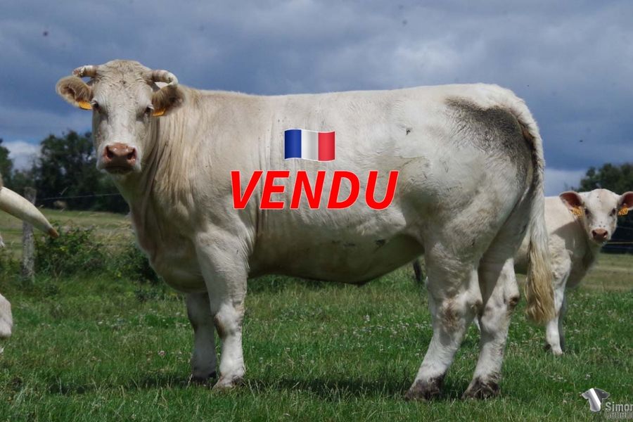 <b style="color:#FF0000">VENDU à M DETRONCHET Bernard (58 - France)</b><br /><b>MOSCOVIE</b><br />Née le : 29/12/2015<br /><b>"Une fille de JUNIOR authentique raceur et de CARELIE pièce maîtresse de la lignée RUSSIE-VODKA. Elle avait une très bonne femelle en 2021. Sa sœur NENETSIE et sa nièce RHODESIE sont en service dans le GAEC Gaborit (49)."</b><br /><img src="https://www.simongenetic.com/wp-content/uploads/2021/01/icon-pdf.png" /> <a class="img-wrap-spe" href="https://www.simongenetic.com/wp-content/uploads/2022/07/moscoviedes.pdf" target="_blank" rel="noopener">Pédigrée ici</a><br /><img src="https://www.simongenetic.com/wp-content/uploads/2021/02/icon-call.png" /> <a class="img-wrap-spe" href="https://www.simongenetic.com/contact?subject=moscovie-dessauny" target="_blank" rel="noopener">Je veux être contacté par Simon Genetic</a><br />