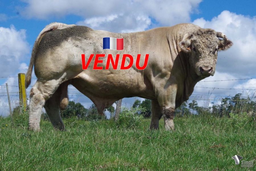 <b style="color:#FF0000">VENDU au GAEC NANOTTI (57 - France)</b><br /><b>NAPOLEO</b><br />Né le : 24/06/2017<br /><b>"Arrivé tardivement au printemps 2021 ses très jeunes veaux 2022 sont tous de bonne facture, à l'image de sa production chez T.Aimon (79) ce qui a motivé l'acquisition de ce fils de JAZZ que l'on ne présente plus. Il est issu de l'une des toutes meilleures lignées maternelles de l'élevage Yvon Laboisse, où l'on retrouve GRAND PRÈS."</b><br /><img src="https://www.simongenetic.com/wp-content/uploads/2021/01/icon-pdf.png" /> <a class="img-wrap-spe" href="https://www.simongenetic.com/wp-content/uploads/2022/07/napoleodes.pdf" target="_blank" rel="noopener">Pédigrée ici</a><br /><img src="https://www.simongenetic.com/wp-content/uploads/2021/02/icon-call.png" /> <a class="img-wrap-spe" href="https://www.simongenetic.com/contact?subject=napoléo-dessauny" target="_blank" rel="noopener">Je veux être contacté par Simon Genetic</a><br />