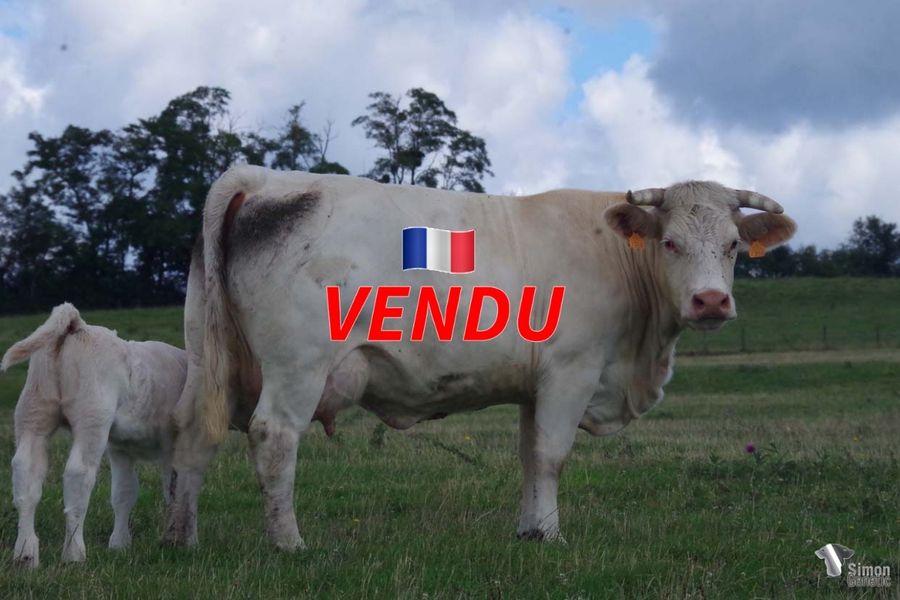 <b style="color:#FF0000">VENDU à M CORBIN Olivier (61 - France)</b><br /><b>NASHIRA</b><br />Née le : 05/03/2017<br /><b>"Petite fille de BOURGOGNE et ÉPICÉA, sa mère HAUMÉA est la sœur de JACQUEMART bon raceur chez F. lucand, champion au Portugal. Suitée d'une magnifique femelle, elle appartient à la lignée maternelle STAR/ LENTILLE."</b><br /><img src="https://www.simongenetic.com/wp-content/uploads/2021/01/icon-pdf.png" /> <a class="img-wrap-spe" href="https://www.simongenetic.com/wp-content/uploads/2022/07/nashirades.pdf" target="_blank" rel="noopener">Pédigrée ici</a><br /><img src="https://www.simongenetic.com/wp-content/uploads/2021/02/icon-call.png" /> <a class="img-wrap-spe" href="https://www.simongenetic.com/contact?subject=nashira-dessauny" target="_blank" rel="noopener">Je veux être contacté par Simon Genetic</a><br />