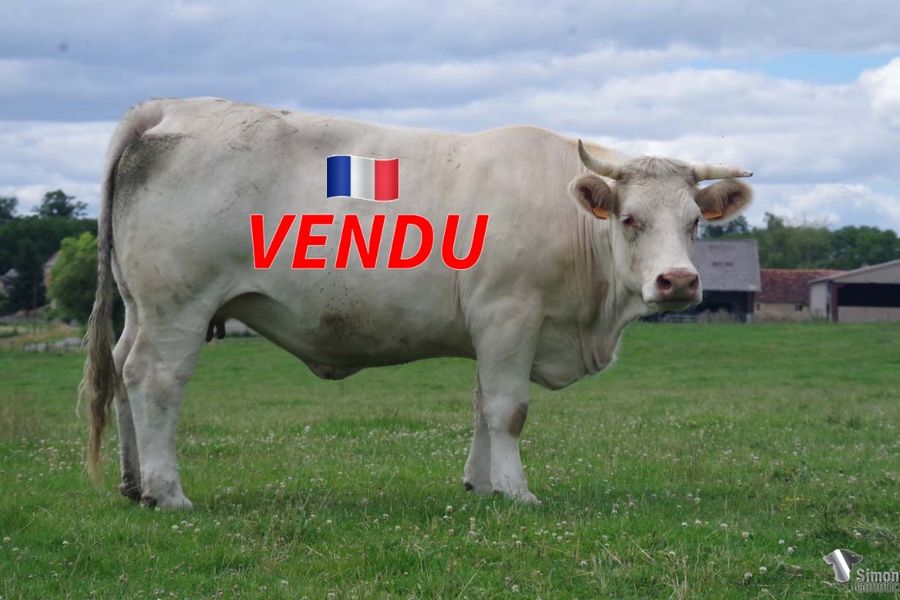 <b style="color:#FF0000">VENDU à M CORBIN Olivier (61 - France)</b><br /><b>ODYSSEE</b><br />Née le : 25/03/2018<br /><b>"Le gros mufle de JUNIOR, le développement de BOBINO-ATLANTIQUE et MYSTERIEUSE. Avec GALEJADE, MYSTERIEUSE et INTRIGUE on retrouve les mères de nombreux taureaux marquants issus de notre élevage."</b><br /><img src="https://www.simongenetic.com/wp-content/uploads/2021/01/icon-pdf.png" /> <a class="img-wrap-spe" href="https://www.simongenetic.com/wp-content/uploads/2022/07/odysseedes.pdf" target="_blank" rel="noopener">Pédigrée ici</a><br /><img src="https://www.simongenetic.com/wp-content/uploads/2021/02/icon-call.png" /> <a class="img-wrap-spe" href="https://www.simongenetic.com/contact?subject=odyssee-dessauny" target="_blank" rel="noopener">Je veux être contacté par Simon Genetic</a><br />