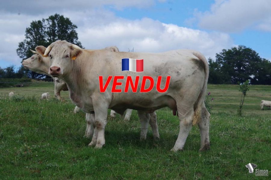 <b style="color:#FF0000">VENDU à M CORBIN Olivier (61 - France)</b><br /><b>OEILLETTE</b><br />Née le : 26/02/2018<br /><b>"Si derrière IROKOIS grand taureau d'élevage, il y a du beau monde. Du côté maternelle elle descend en ligne directe de la grande LENTILLE. Sa sœur 2022 TREMIÈRE a beaucoup de classe à l'image de SANTOLINE (GAEC Margotton 42). Elle est suitée de TILLEUL jeune mâle racé de PUERTOBELO."</b><br /><img src="https://www.simongenetic.com/wp-content/uploads/2021/01/icon-pdf.png" /> <a class="img-wrap-spe" href="https://www.simongenetic.com/wp-content/uploads/2022/07/oreillettedes.pdf" target="_blank" rel="noopener">Pédigrée ici</a><br /><img src="https://www.simongenetic.com/wp-content/uploads/2021/02/icon-call.png" /> <a class="img-wrap-spe" href="https://www.simongenetic.com/contact?subject=oeillette-dessauny" target="_blank" rel="noopener">Je veux être contacté par Simon Genetic</a><br />