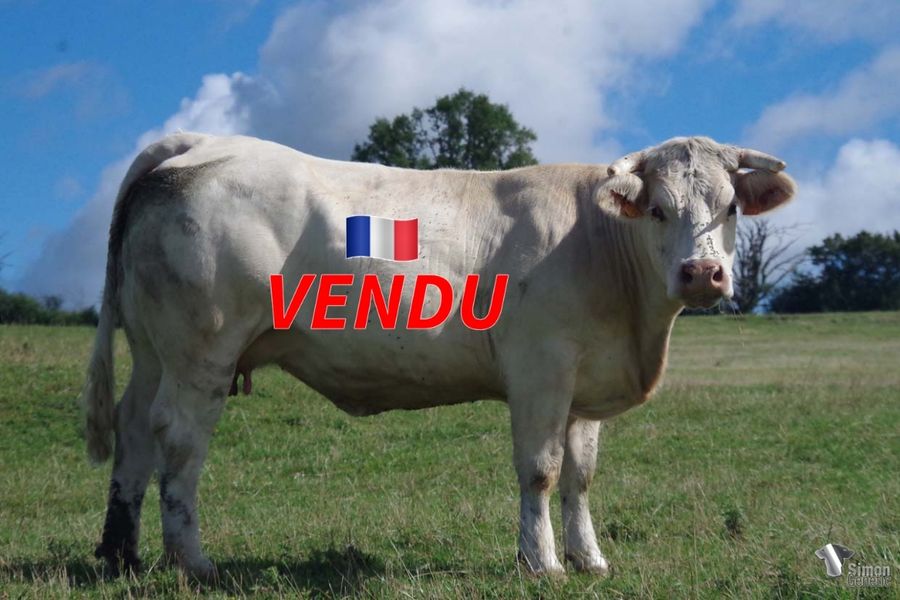 <b style="color:#FF0000">VENDU à M CORBIN Olivier (61 - France)</b><br /><b>OLDMARY II</b><br />Née le : 21/03/2018<br /><b>"À l'image de sa sœur SMILY MARY vendue aux enchères de Cercy 2021 et de leur mère HAPPY MARY en service chez F. Lucand. Elle est dotée d'une puissance et d'une finesse musculaire remarquable. Elle est suitée d'une très bonne femelle de ROI LION."</b><br /><img src="https://www.simongenetic.com/wp-content/uploads/2021/01/icon-pdf.png" /> <a class="img-wrap-spe" href="https://www.simongenetic.com/wp-content/uploads/2022/07/oldmaryIIdes.pdf" target="_blank" rel="noopener">Pédigrée ici</a><br /><img src="https://www.simongenetic.com/wp-content/uploads/2021/02/icon-call.png" /> <a class="img-wrap-spe" href="https://www.simongenetic.com/contact?subject=oldmaryii-dessauny" target="_blank" rel="noopener">Je veux être contacté par Simon Genetic</a><br />
