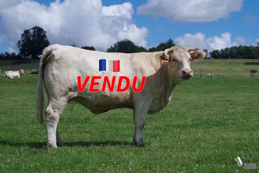 <b style="color:#FF0000">VENDU à M CORBIN Olivier (61 - France)</b><br /><b>ONDE</b><br />Née le : 13/3/2018<br /><b>"Petite fille de BOURGOGNE et d'ÉPICÉA. C'est une fille de GRAGOUILLE pièce maîtresse de notre élevage. Si elle a malheureusement perdu ses jumeaux, elle est gestante de NAPOLÉO."</b><br /><img src="https://www.simongenetic.com/wp-content/uploads/2021/01/icon-pdf.png" /> <a class="img-wrap-spe" href="https://www.simongenetic.com/wp-content/uploads/2022/07/ondedes.pdf" target="_blank" rel="noopener">Pédigrée ici</a><br /><img src="https://www.simongenetic.com/wp-content/uploads/2021/02/icon-call.png" /> <a class="img-wrap-spe" href="https://www.simongenetic.com/contact?subject=onde-dessauny" target="_blank" rel="noopener">Je veux être contacté par Simon Genetic</a><br />