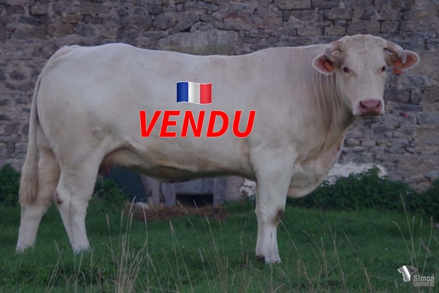 <b style="color:#FF0000">VENDU en Haute-Saone (70 - France)</b><br /><b>OPENDOR</b><br />Née le : 09/02/2018<br /><b>"Une super embryon issu du très gros GOLDENGATE avec DOROTHEE, vache confirmée dans le troupeau!"</b><br />"A super embryo out of the huge GOLDENGATE and the great DOROTHEE!"<br /><i>"¡Un magnífico embrión proveniente del cruce de GOLDENGATE con la grande DOROTHEE!"</i><br />"Un superbo embrione frutto dell'incrocio di GOLDENGATE con la grande DOROTHEE!"<br /><img src="https://www.simongenetic.com/wp-content/uploads/2021/01/icon-pdf.png" /> <a class="img-wrap-spe" href="https://www.simongenetic.com/wp-content/uploads/2022/09/opendorman.pdf" target="_blank" rel="noopener">Pédigrée ici</a><br /><img src="https://www.simongenetic.com/wp-content/uploads/2021/02/icon-call.png" /> <a class="img-wrap-spe" href="https://www.simongenetic.com/contact?subject=OPENDOR-MANIERE" target="_blank" rel="noopener">Je veux être contacté par Simon Genetic</a><br />