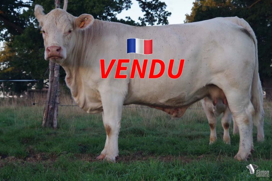 <b style="color:#FF0000">VENDUE à la SCEA PICHARD Hugues (71 - France)</b><br />
<b>OPHELIA</b><br />Née le : 05/03/2018<br /><b>"Une vache homozygote sans-cornes très complète issue du très original HAROLD et suitée d'une belle femelle sans-cornes également!"</b><br />"A very complete homozygous polled cow out of the original polled bull HAROLD with a very nice polled calf at foot!"<br /><i>"Una vaca homocigótica sin cuernos muy completa, con un padre original (HAROLD), ¡ con una hermosa novilla igualmente sin cuernos!"</i><br />"Una vacca omozigote senza corna molto completa, con un pedigree originale (HAROLD), e con al seguito una bella vitella ugualmente senza corna!"<br /><img src="https://www.simongenetic.com/wp-content/uploads/2021/01/icon-pdf.png" /> <a class="img-wrap-spe" href="https://www.simongenetic.com/wp-content/uploads/2022/09/opheliaman.pdf" target="_blank" rel="noopener">Pédigrée ici</a><br /><img src="https://www.simongenetic.com/wp-content/uploads/2021/02/icon-call.png" /> <a class="img-wrap-spe" href="https://www.simongenetic.com/contact?subject=OPHELIA-MANIERE" target="_blank" rel="noopener">Je veux être contacté par Simon Genetic</a><br />