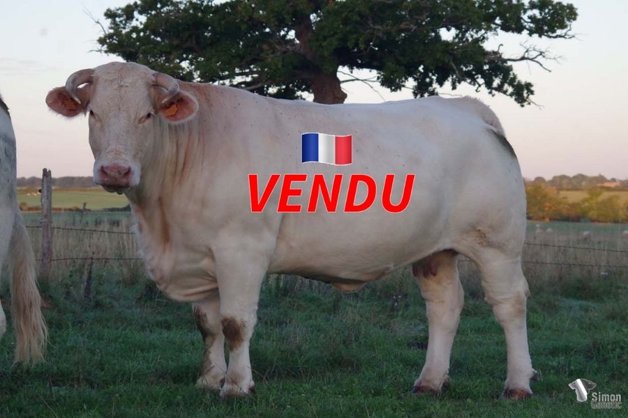 <b style="color:#FF0000">VENDU en Haute-Saone (70 - France)</b><br /><b>OPHELIE</b><br />Née le : 19/02/2018<br /><b>"Une belle vache bien établie fille du célèbre CYRANO avec JENNIE de la lignée DOROTHEE!"</b><br />"A very nice and well-structured daughter of the famous CYRANO with JENNIE (DOROTHEE bloodline)!"<br /><i>"¡Una hermosa vaca bien hecha, hija del famoso CYRANO con JENNIE (linaje DOROTHEE)!"</i><br />"Una bella vacca con un'ottima struttura, figlia del famoso CYRANO con JENNIE (origine DOROTHEE)!"<br /><img src="https://www.simongenetic.com/wp-content/uploads/2021/01/icon-pdf.png" /> <a class="img-wrap-spe" href="https://www.simongenetic.com/wp-content/uploads/2022/09/ophelieman.pdf" target="_blank" rel="noopener">Pédigrée ici</a><br /><img src="https://www.simongenetic.com/wp-content/uploads/2021/02/icon-call.png" /> <a class="img-wrap-spe" href="https://www.simongenetic.com/contact?subject=OPHELIE-MANIERE" target="_blank" rel="noopener">Je veux être contacté par Simon Genetic</a><br />