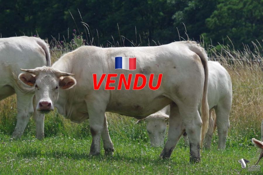 <b style="color:#FF0000">VENDU au GAEC BOILEAU (63 - France)</b><br /><b>ROMEY VAL</b><br />Née le : 10/01/2020<br /><b>"La permanence des têtes des produits de JUNIOR. L'anagramme de VALROMEY dont elle descend en ligne directe, dotée d'une robe froment qui ne gâche rien."</b><br /><img src="https://www.simongenetic.com/wp-content/uploads/2021/01/icon-pdf.png" /> <a class="img-wrap-spe" href="https://www.simongenetic.com/wp-content/uploads/2022/07/roitelettedes.pdf" target="_blank" rel="noopener">Pédigrée ici</a><br /><img src="https://www.simongenetic.com/wp-content/uploads/2021/02/icon-call.png" /> <a class="img-wrap-spe" href="https://www.simongenetic.com/contact?subject=romeyval-dessauny" target="_blank" rel="noopener">Je veux être contacté par Simon Genetic</a><br />