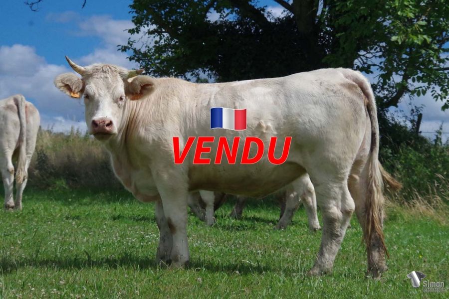 <b style="color:#FF0000">VENDU à M ROUSSEAUX Brice (08 - France)</b><br /><b>ROUMANIE</b><br />Né le : 09/03/2020<br /><b>"Veau de génisse du stylé et moelleux NEWMAN ( P.Czerweko 71) et de NORVEGE. Si vous aviez un doute sur la lignée RUSSIE-VODKA, allez-donc voir sa mère NORVEGE et sa grand-mère INDONÉSIE sur la cowllection 2022, cette famille n'a jamais déçue."</b><br /><img src="https://www.simongenetic.com/wp-content/uploads/2021/01/icon-pdf.png" /> <a class="img-wrap-spe" href="https://www.simongenetic.com/wp-content/uploads/2022/07/roumaniedes.pdf" target="_blank" rel="noopener">Pédigrée ici</a><br /><img src="https://www.simongenetic.com/wp-content/uploads/2021/02/icon-call.png" /> <a class="img-wrap-spe" href="https://www.simongenetic.com/contact?subject=roumanie-dessauny" target="_blank" rel="noopener">Je veux être contacté par Simon Genetic</a><br />