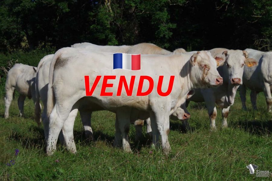 <b style="color:#FF0000">VENDUE à M. DOROTTE Bruno (21 - France)</b><br /><b>SALINA</b><br />Né le : 13/11/2021<br /><b>"Une fille prometteuse de MAGICIEN sur une lignée maternelle aux qualités d'élevage très intéressantes !"</b><br />""A promising daughter of MAGICIEN on a maternal bloodline with very interesting maternal qualities!"<br /><i>"Una prometedora hija de MAGICIEN que proviene de un linaje materno con cualidades maternas muy interesantes."</i><br /><img src="https://www.simongenetic.com/wp-content/uploads/2021/01/icon-pdf.png" /> <a class="img-wrap-spe" href="https://www.simongenetic.com/wp-content/uploads/2022/06/salinalor.pdf" target="_blank" rel="noopener">Pédigrée ici</a><br /><img src="https://www.simongenetic.com/wp-content/uploads/2021/02/icon-call.png" /> <a class="img-wrap-spe" href="https://www.simongenetic.com/contact?subj-obj=lorowllection2022-salinalor" target="_blank" rel="noopener">Je veux être contacté par Simon Genetic</a><br />