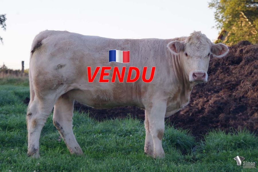 <b style="color:#FF0000">VENDU à la SCEA DU PLATEAU (76 - France)</b><br /><b>SATURNE</b><br />Née le : 19/01/2021<br /><b>"Une belle génisse sans-cornes de MICHOU SC sur la très bonne MINERVE!"</b><br />"A very nice polled heifer from MICHOU SC with the very good MINERVE!"<br /><i>"¡Una hermosa novilla sin cuernos que proviene de MICHOU SC sobre la preciosa MINERVE!"</i><br />"Una bella manza senza corna di MICHOU SC sulla stupenda MINERVE!"<br /><img src="https://www.simongenetic.com/wp-content/uploads/2021/01/icon-pdf.png" /> <a class="img-wrap-spe" href="https://www.simongenetic.com/wp-content/uploads/2022/09/saturneman.pdf" target="_blank" rel="noopener">Pédigrée ici</a><br /><img src="https://www.simongenetic.com/wp-content/uploads/2021/02/icon-call.png" /> <a class="img-wrap-spe" href="https://www.simongenetic.com/contact?subject=SATURNE-MANIERE" target="_blank" rel="noopener">Je veux être contacté par Simon Genetic</a><br />