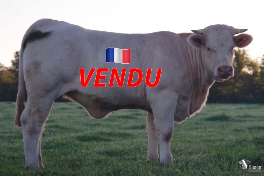 <b style="color:#FF0000">VENDUE au GAEC LALONDE (14 - France)</b><br />
<b>SEDUISANTE</b><br />Née le : 18/01/2021<br /><b>"Une grosse génisse solide et puissante issu d'un empilement de très grosses origines!"</b><br />"A very strong and powerful heifer out of a great combinaison!"<br /><i>"¡Una novilla sólida y muy fuerte que proviene de una increíble combinación de linajes!"</i><br />"Una solida e potente manza che proviene da un'incredibile combinazione di linee di sangue!"<br /><img src="https://www.simongenetic.com/wp-content/uploads/2021/01/icon-pdf.png" /> <a class="img-wrap-spe" href="https://www.simongenetic.com/wp-content/uploads/2022/09/seduisanteman.pdf" target="_blank" rel="noopener">Pédigrée ici</a><br /><img src="https://www.simongenetic.com/wp-content/uploads/2021/02/icon-call.png" /> <a class="img-wrap-spe" href="https://www.simongenetic.com/contact?subject=SEDUISANTE-MANIERE" target="_blank" rel="noopener">Je veux être contacté par Simon Genetic</a><br />