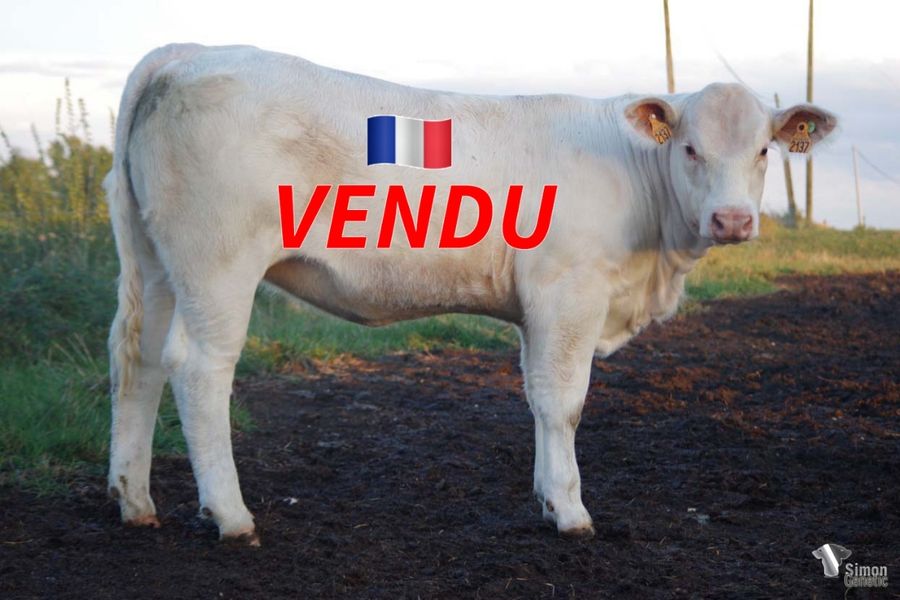 <b style="color:#FF0000">VENDU à M. GOMEL Nicolas (62 - France)</b><br /><b>SELECTION</b><br />Née le : 16/12/2021<br /><b>"Une génisse sans-cornes complète issu d'un tout nouveau taureau très sympa et d'une des meilleures familles de la maison Lagaudrière avec LEONIDAS!"</b><br />"A very complete polled heifer from a new polled bull of the Herd and one of the best Lagaudrière maternal bloodline with LEONIDAS!"<br /><i>"¡Una novilla sin cuernos muy completa, hija de un buen y nuevo toro y de una de los mejores linajes de la ganadería Lagaudriere con LEONIDAS!"</i><br />"Una manza senza corna molto completa, figlia di un buon nuovo toro e proveniente da una delle migliori linee di sangue dell'allevamento Lagaudriere con LEONIDAS!"<br /><img src="https://www.simongenetic.com/wp-content/uploads/2021/01/icon-pdf.png" /> <a class="img-wrap-spe" href="https://www.simongenetic.com/wp-content/uploads/2022/10/selectionlagnewped.pdf.pdf" target="_blank" rel="noopener">Pédigrée ici</a><br /><img src="https://www.simongenetic.com/wp-content/uploads/2021/02/icon-call.png" /> <a class="img-wrap-spe" href="https://www.simongenetic.com/contact?subject=SELECTION-LAGAUDRIERE" target="_blank" rel="noopener">Je veux être contacté par Simon Genetic</a><br />