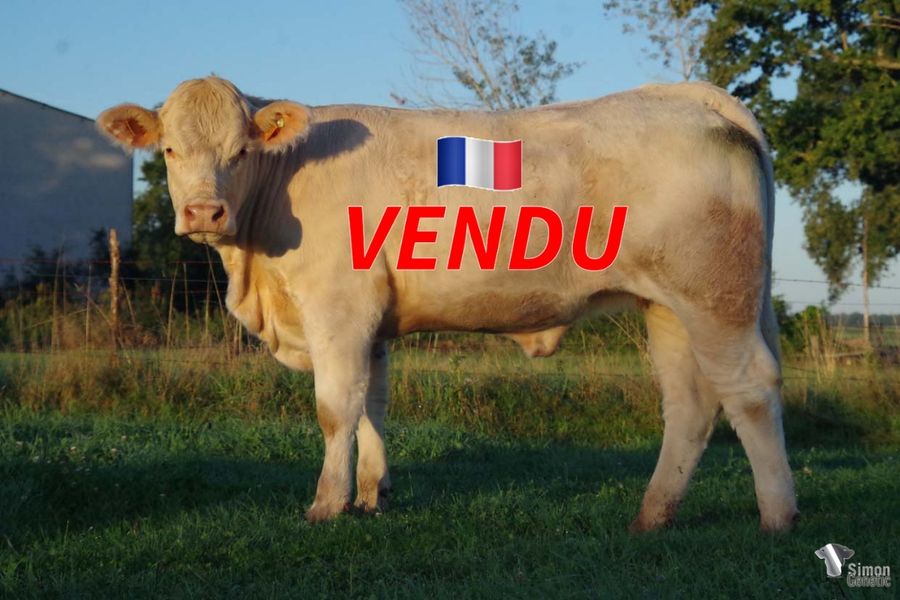<b style="color:#FF0000">VENDUE au GAEC DES AUBUS (58 - France)</b><br />
<b>SEMURE</b><br />Née le : 11/12/2020<br /><b>"Une belle génisse sans-cornes avec un potentiel adulte certain à l'image des fille de CHIC!"</b><br />"A very nice polled heifer full of potential on the same way than the CHIC daughters!"<br /><i>"¡Una hermosa novilla sin cuernos con un increíble potencial como su padre CHIC!"</i><br />"Una bella manza senza corna con un incredibile potenziale come suo padre CHIC!"<br /><img src="https://www.simongenetic.com/wp-content/uploads/2021/01/icon-pdf.png" /> <a class="img-wrap-spe" href="https://www.simongenetic.com/wp-content/uploads/2022/09/semureman.pdf" target="_blank" rel="noopener">Pédigrée ici</a><br /><img src="https://www.simongenetic.com/wp-content/uploads/2021/02/icon-call.png" /> <a class="img-wrap-spe" href="https://www.simongenetic.com/contact?subject=SEMURE-MANIERE" target="_blank" rel="noopener">Je veux être contacté par Simon Genetic</a><br />