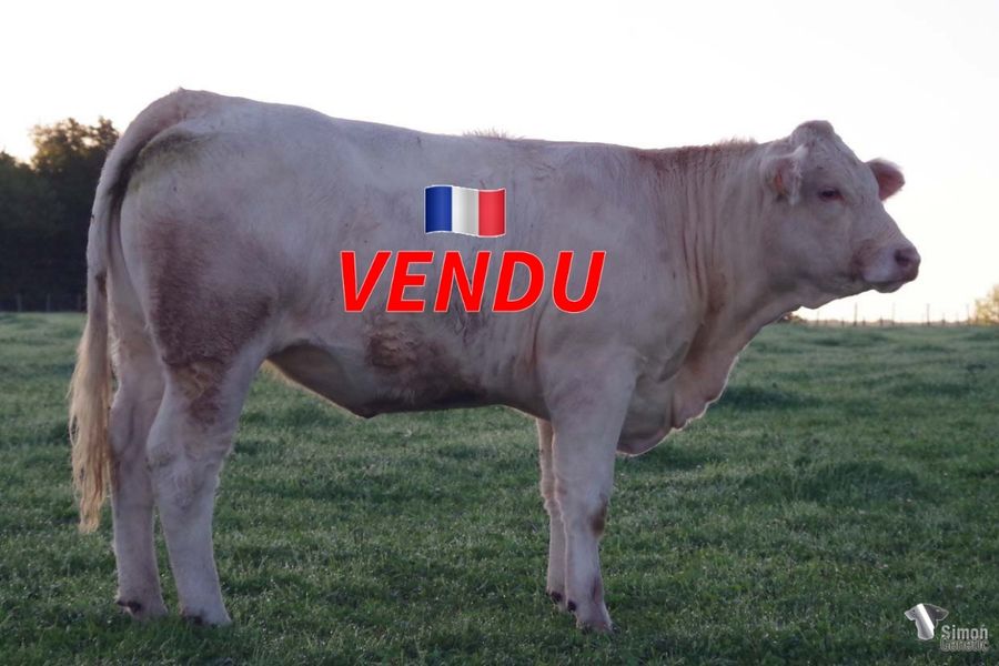 <b style="color:#FF0000">VENDU à la SCEA DU PLATEAU (76 - France)</b><br /><b>SEMUROISE</b><br />Née le : 11/12/2020<br /><b>"Une grosse génisse sans-cornes très racée avec joli dessus (dos,bassin) et bien indexée! Elle descend de la lignée DOROTHEE."</b><br />"A very big polled heifer full of breed characters with a very nice back and pelvis area. Excellent figures from the DOROTHEE bloodline."<br /><i>"¡Una gran novilla sin cuernos que proviene del linaje DOROTHEE, con excelentes índices, mucha raza, una notable pelvis y una excelente línea trasera!"</i><br />"Una grande manza senza corna con origine DOROTHEE, con ottimi indici, ben razzata, un bacino notevole ed un'ottima linea dorso lombare!"<br /><img src="https://www.simongenetic.com/wp-content/uploads/2021/01/icon-pdf.png" /> <a class="img-wrap-spe" href="https://www.simongenetic.com/wp-content/uploads/2022/09/semuroiseman.pdf" target="_blank" rel="noopener">Pédigrée ici</a><br /><img src="https://www.simongenetic.com/wp-content/uploads/2021/02/icon-call.png" /> <a class="img-wrap-spe" href="https://www.simongenetic.com/contact?subject=SEMUROISE-MANIERE" target="_blank" rel="noopener">Je veux être contacté par Simon Genetic</a><br />