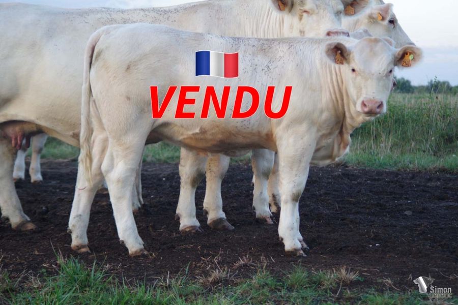 <b style="color:#FF0000">VENDU à M. HERTAULT Julien (62 - France)</b><br /><b>SIGNATURE</b><br />Née le : 29/12/2021<br /><b>"Une vraie MUST PP avec du gabarit, un très bon dos, de la race et un bon bassin... quoi de mieux pour faire une vache avec en prime de très bonnes qualités maternelles ?"</b><br />"A true MUST PP daughter with a very good back, pelvis area, breed characters and maternal traits... what else to insure a very good replacement ?"<br /><i>"¡Una verdadera MUST PP con buen tamaño, una perfecta línea lumbar, una excelente pelvis..... todo esto hace que será una vaca con interesantes cualidades maternas!"</i><br />"Una vera MUST PP con una buona taglia, una linea dorso-lombare perfetta, un ottimo bacino.....tutti gli ingredienti per ottenere una vacca dalle qualità materne interessanti!"<br /><img src="https://www.simongenetic.com/wp-content/uploads/2021/01/icon-pdf.png" /> <a class="img-wrap-spe" href="https://www.simongenetic.com/wp-content/uploads/2022/10/signaturelagnewped.pdf.pdf" target="_blank" rel="noopener">Pédigrée ici</a><br /><img src="https://www.simongenetic.com/wp-content/uploads/2021/02/icon-call.png" /> <a class="img-wrap-spe" href="https://www.simongenetic.com/contact?subject=SIGNATURE-LAGAUDRIERE" target="_blank" rel="noopener">Je veux être contacté par Simon Genetic</a><br />