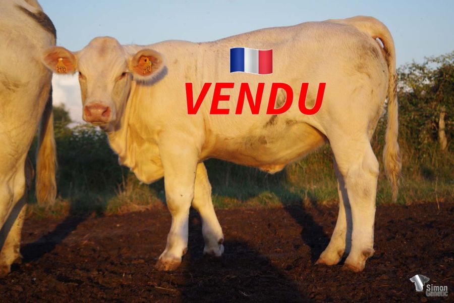 <b style="color:#FF0000">VENDUE à M. BRUNIER Romain (23 - France)</b><br />
<b>SISSIE</b><br />Née le : 03/12/2021<br /><b>"Une homozygote sans-cornes très complète!"</b><br />"A very complete homozygous polled one!"<br /><i>"¡Una homocigótica sin cuernos muy completa!"</i><br />"Una omozigote senza corna molto completa!"<br /><img src="https://www.simongenetic.com/wp-content/uploads/2021/01/icon-pdf.png" /> <a class="img-wrap-spe" href="https://www.simongenetic.com/wp-content/uploads/2022/10/sissielagnewped.pdf.pdf" target="_blank" rel="noopener">Pédigrée ici</a><br /><img src="https://www.simongenetic.com/wp-content/uploads/2021/02/icon-call.png" /> <a class="img-wrap-spe" href="https://www.simongenetic.com/contact?subject=SISSIE-LAGAUDRIERE" target="_blank" rel="noopener">Je veux être contacté par Simon Genetic</a><br />
