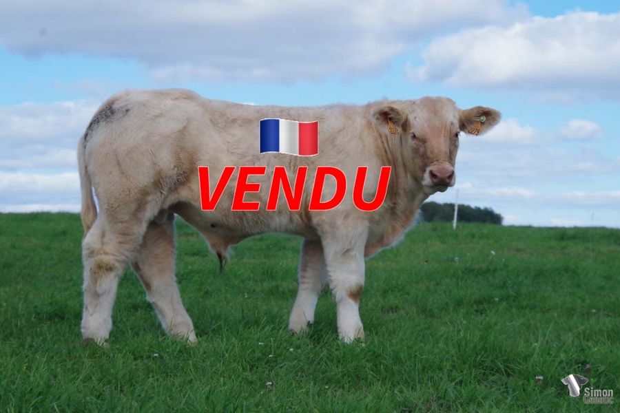 <b style="color:#FF0000">VENDU à M. AUROUX Jean-Baptiste (18 - France)</b><br /><b>TABASCO</b><br />Né le : 24/03/2022<br /><b>"Des longueurs, de l'épaisseur et un très bon grain de viande pour ce jeune veau: toute la puissance de son père et l'espèce de son grand-père!"</b><br />"A young calf with a great length, thickness and very nice beef characters: all his father's power and the breed characters of his grandfather!"<br /><i>"Un ternero largo, espeso y con mucha carne: ¡toda la potencia de su padre y las cualidades maternas de su abuelo!"</i><br />"Un vitello lungo, spesso e con carne: tutta la potenza di suo padre e le qualità di razza del nonno!"<br /><img src="https://www.simongenetic.com/wp-content/uploads/2021/01/icon-pdf.png" /> <a class="img-wrap-spe" href="https://www.simongenetic.com/wp-content/uploads/2022/09/tabascofroi.pdf" target="_blank" rel="noopener">Pédigrée ici</a><br /><img src="https://www.simongenetic.com/wp-content/uploads/2021/02/icon-call.png" /> <a class="img-wrap-spe" href="https://www.simongenetic.com/contact?subject=TABASCO-FROIDUROT" target="_blank" rel="noopener">Je veux être contacté par Simon Genetic</a><br />