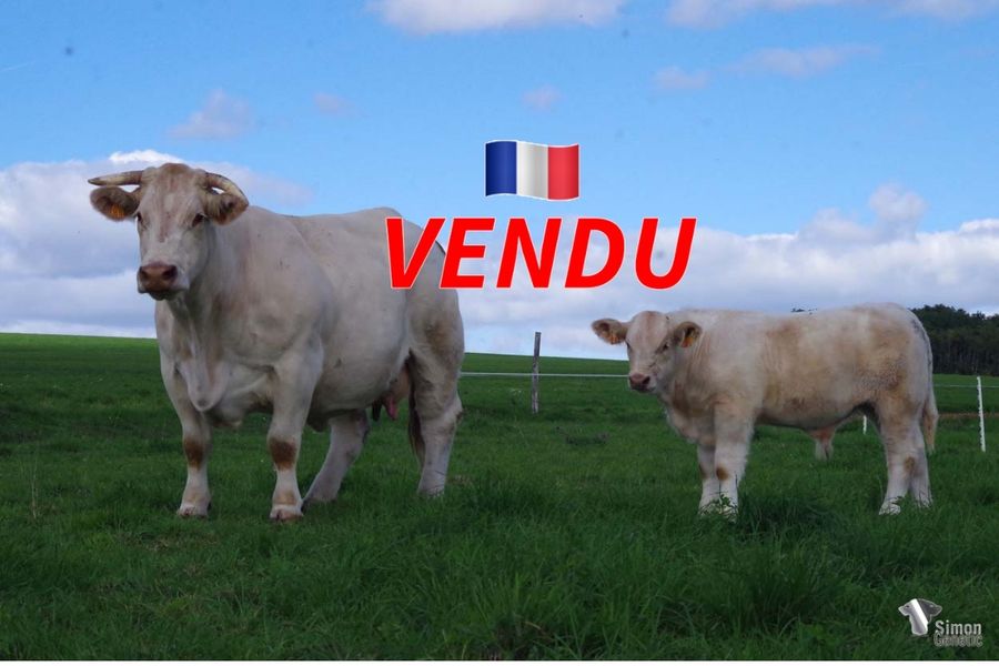<b style="color:#FF0000">VENDU à M. BEAUZON Christophe et Nicolas (58 - France)</b><br /><b>TAIWAN</b><br />Né le : 04/06/2022<br /><b>"Le très jeune veau d'une mère d'exception: un veau très fin et carré issu de la lignée LOISIR!"</b><br />"A young calf out of an exceptional cow: a very fine and square calf out of the LOISIR bloodline!"<br /><i>"¡Un joven ternero fino y cuadrado con una madre excepcional y proveniente de LOISIR!"</i><br />"Un giovane vitello fine e quadrato con una madre d'eccezione ed un'origine LOISIR!"<br /><img src="https://www.simongenetic.com/wp-content/uploads/2021/01/icon-pdf.png" /> <a class="img-wrap-spe" href="https://www.simongenetic.com/wp-content/uploads/2022/09/taiwanfroi.pdf" target="_blank" rel="noopener">Pédigrée ici</a><br /><img src="https://www.simongenetic.com/wp-content/uploads/2021/02/icon-call.png" /> <a class="img-wrap-spe" href="https://www.simongenetic.com/contact?subject=TAIWAN-FROIDUROT" target="_blank" rel="noopener">Je veux être contacté par Simon Genetic</a><br />
