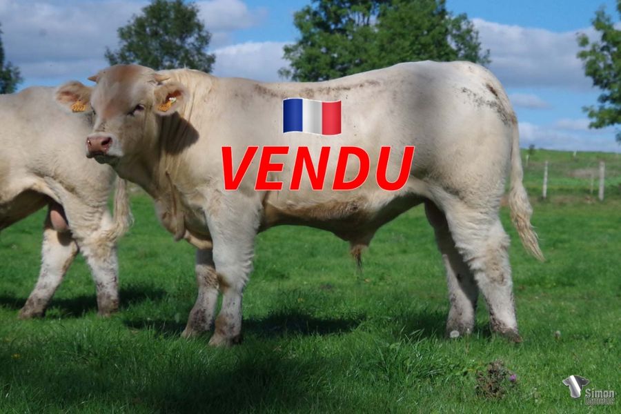 <b style="color:#FF0000">VENDU à M. BUTEAU Benoît (71 - France)</b><br />
<b>TALISMAN</b><br />Né le : 17/12/2021<br /><b>"Un vieux veau plein de classe à l'image des produits de NIDAMOUR qui fait maintenant carrière en Irlande du Nord avec une mère très complète petite-fille de FLAMBEUR (même père que JAMES BOND)!"</b><br />"An old calf full of style out of NIDAMOUR (now breeding in Northern Ireland) with a very complete dam out of FLAMBEUR bloodline (the same than JAMES BOND)!"<br /><i>"¡Un ternero elegante a imagen y semejanza de la producción de NIDAMOUR, que ahora está haciendo una buena carrera en Irlanda del Norte, y una madre muy completa nieta de FLAMBEUR (mismo linaje que JAMES BOND)!"</i><br />"Un vitello elegante ad immagine della produzione di NIDAMOUR, che ora sta facendo una bella carriera un Irlanda del Nord, ed una madre molto completa nipote di FLAMBEUR (stessa origine di JAMES BOND)!"<br /><img src="https://www.simongenetic.com/wp-content/uploads/2021/01/icon-pdf.png" /> <a class="img-wrap-spe" href="https://www.simongenetic.com/wp-content/uploads/2022/09/talismanfroi.pdf" target="_blank" rel="noopener">Pédigrée ici</a><br /><img src="https://www.simongenetic.com/wp-content/uploads/2021/02/icon-call.png" /> <a class="img-wrap-spe" href="https://www.simongenetic.com/contact?subject=TALISMAN-FROIDUROT" target="_blank" rel="noopener">Je veux être contacté par Simon Genetic</a><br />