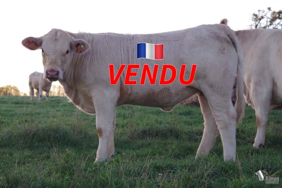 <b style="color:#FF0000">VENDUE à la SCEA PICHARD Hugues (71 - France)</b><br />
<b>TANAGRA</b><br />Née le : 04/12/2021<br /><b>"Une jolie laitonne homozygote sans-cornes issue d'un empilement très original!"</b><br />"A very nice homozygous polled heifer from original bloodlines!"<br /><i>"¡Una preciosa novilla homocigótica sin cuernos proveniente de una inusual combinación de diferentes linajes!"</i><br />"Una graziosa vitella omozigote senza corna proveniente da un'inedita combinazione di diverse linee di sangue!"<br /><img src="https://www.simongenetic.com/wp-content/uploads/2021/01/icon-pdf.png" /> <a class="img-wrap-spe" href="https://www.simongenetic.com/wp-content/uploads/2022/09/tanagraman.pdf" target="_blank" rel="noopener">Pédigrée ici</a><br /><img src="https://www.simongenetic.com/wp-content/uploads/2021/02/icon-call.png" /> <a class="img-wrap-spe" href="https://www.simongenetic.com/contact?subject=TANAGRA-MANIERE" target="_blank" rel="noopener">Je veux être contacté par Simon Genetic</a><br />