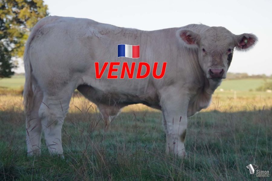 <b style="color:#FF0000">VENDU en Haute-Saone (70 - France)</b><br /><b>TANTALE</b><br />Né le : 14/03/2022<br /><b>"Un sans-cornes fils de JOHNNY plein de race et de précocité qui présente de la longueur et de belles masses musculaires!"</b><br />"A JOHNNY polled son full of breed characters, an early maturing type with a great length!"<br /><i>"¡Un hijo de JOHNNY sin cuernos, con mucha raza y muy precoz, largo y con una importante masa muscular!"</i><br />"Un figlio di JOHNNY senza corna, ben razzato e molto precoce, con belle lunghezze e notevoli masse muscolari!"<br /><img src="https://www.simongenetic.com/wp-content/uploads/2021/01/icon-pdf.png" /> <a class="img-wrap-spe" href="https://www.simongenetic.com/wp-content/uploads/2022/09/tantaleman.pdf" target="_blank" rel="noopener">Pédigrée ici</a><br /><img src="https://www.simongenetic.com/wp-content/uploads/2021/02/icon-call.png" /> <a class="img-wrap-spe" href="https://www.simongenetic.com/contact?subject=TANTALE-MANIERE" target="_blank" rel="noopener">Je veux être contacté par Simon Genetic</a><br />